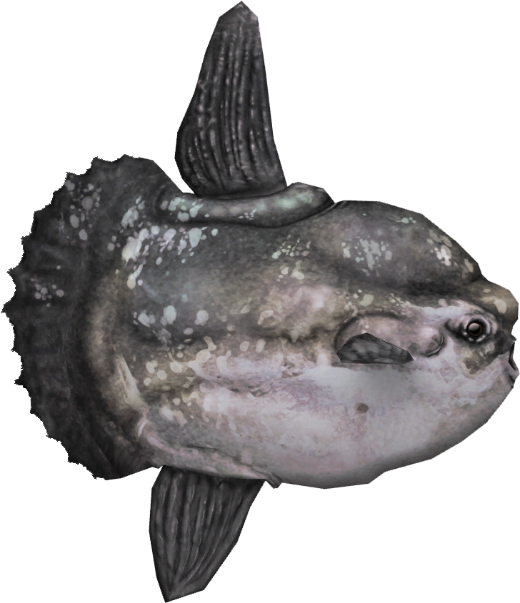Ocean Sunfish - Mola Mola Fish Png (844x844), Png Download