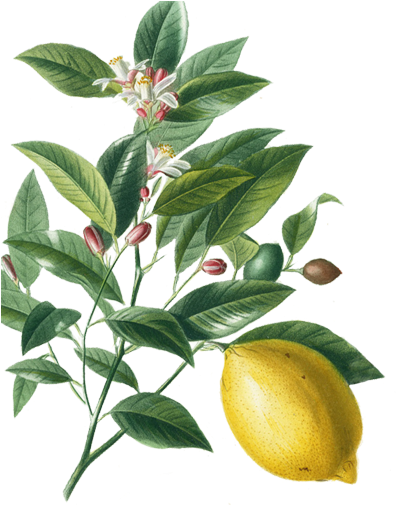 Projects Archives - Lemon Vintage Png (400x557), Png Download