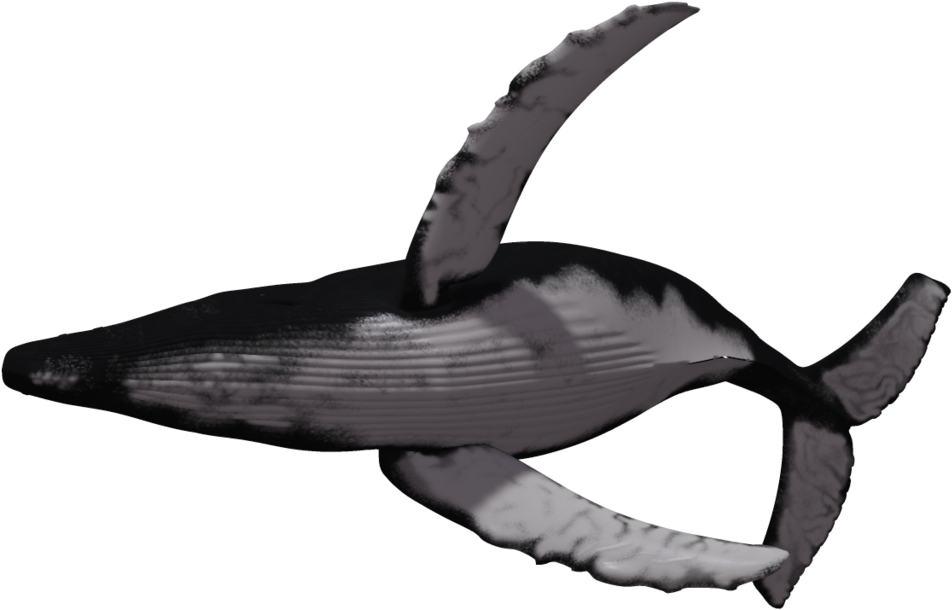 Cetacea Png Pic - Humpback Whale White Background (1024x639), Png Download