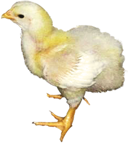 Products For Livestock - Chicken (450x495), Png Download