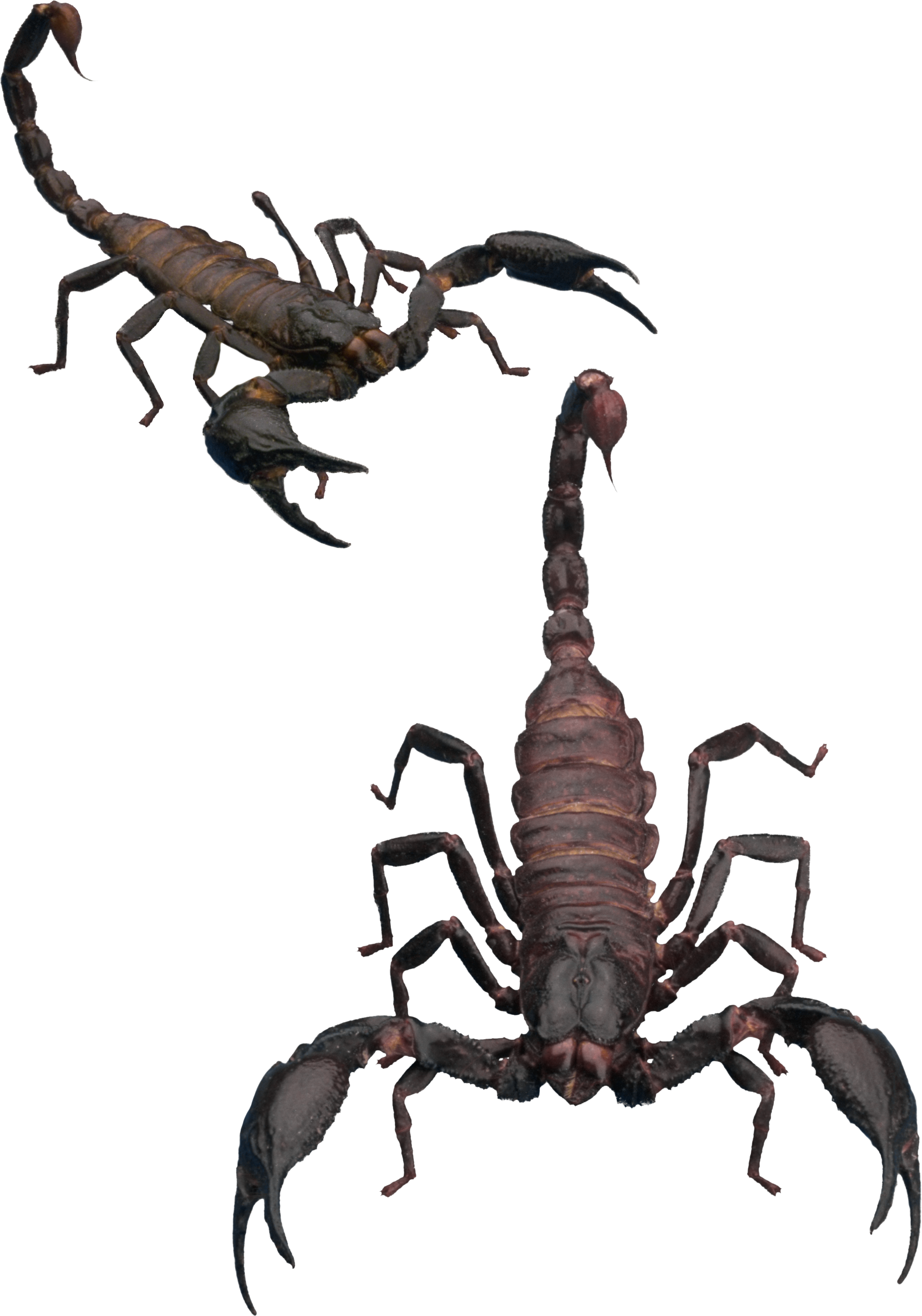 Scorpion Png - Scorpion Transparent (1868x2666), Png Download