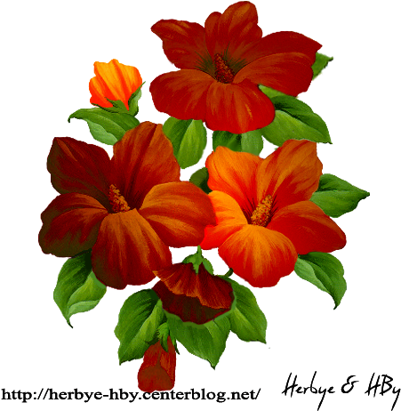 Flowers Png Hibiscus Série - Impatiens (472x472), Png Download