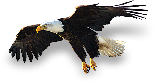 Drawn Steller's Sea Eagle Tribal - Large Bald Eagle (519x275), Png Download