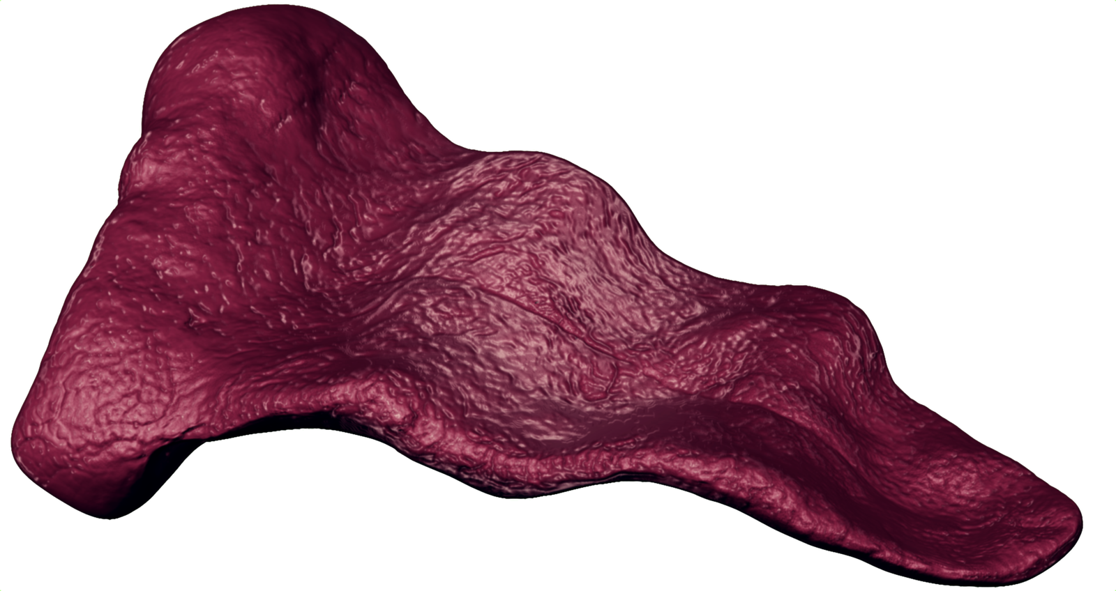 Long Tongue Png (1600x848), Png Download