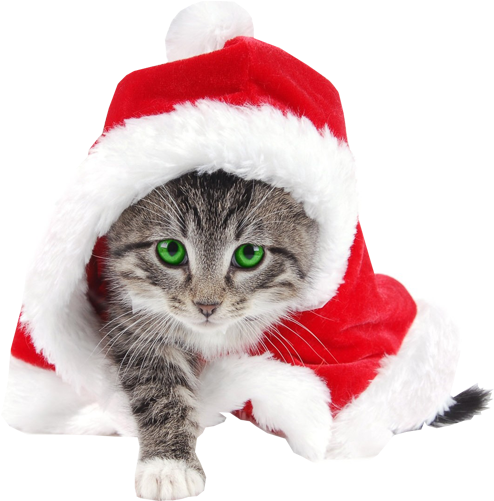 Funny Cat In Santa Christmas Hat Stock Images - Striped Cat Dressed Like Santa For Christmas (500x500), Png Download