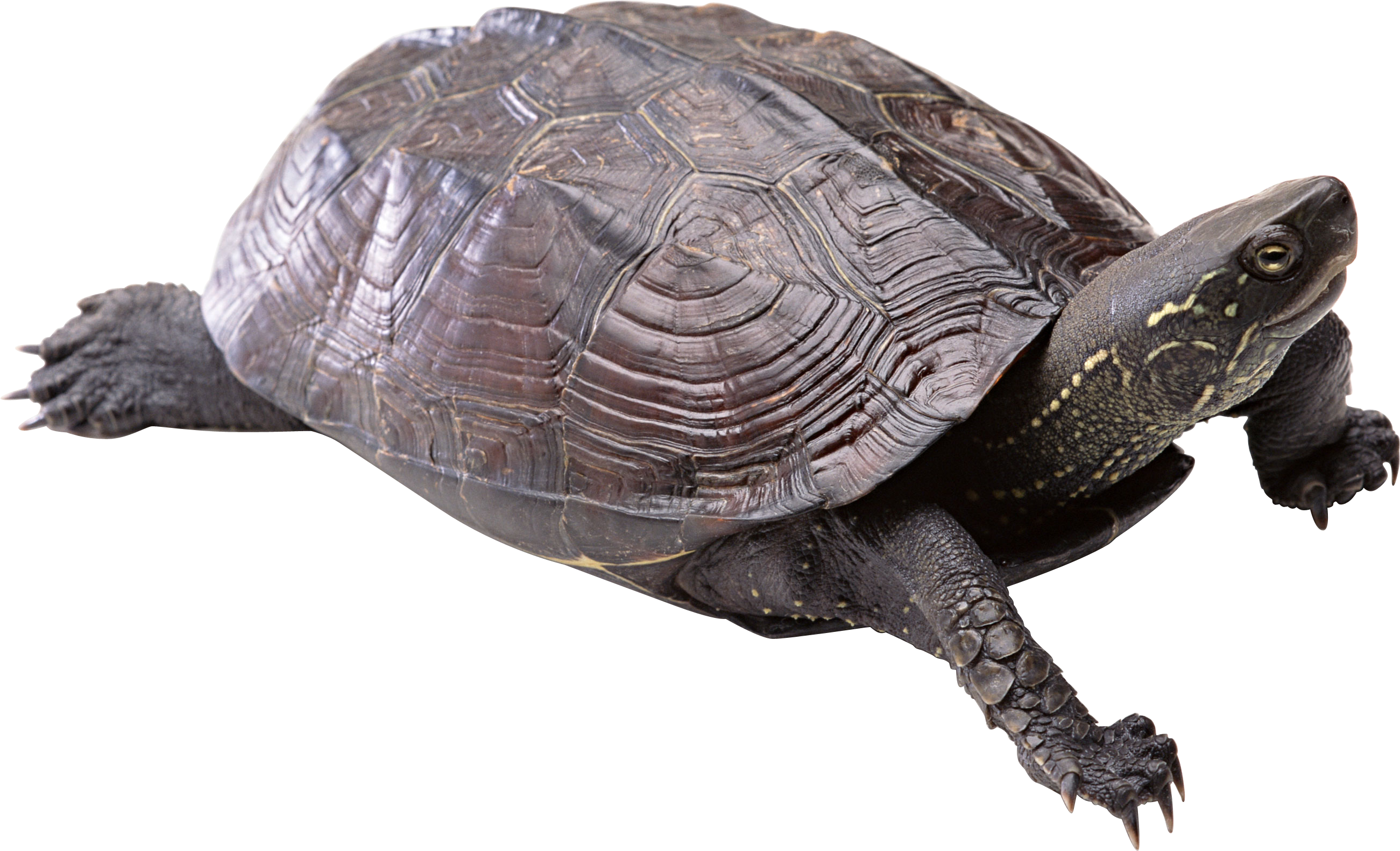 Turtle Png (2602x1581), Png Download