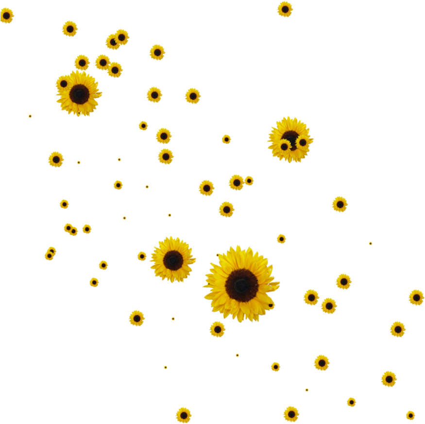 Free Icons Png - Sunflowers Png (894x894), Png Download