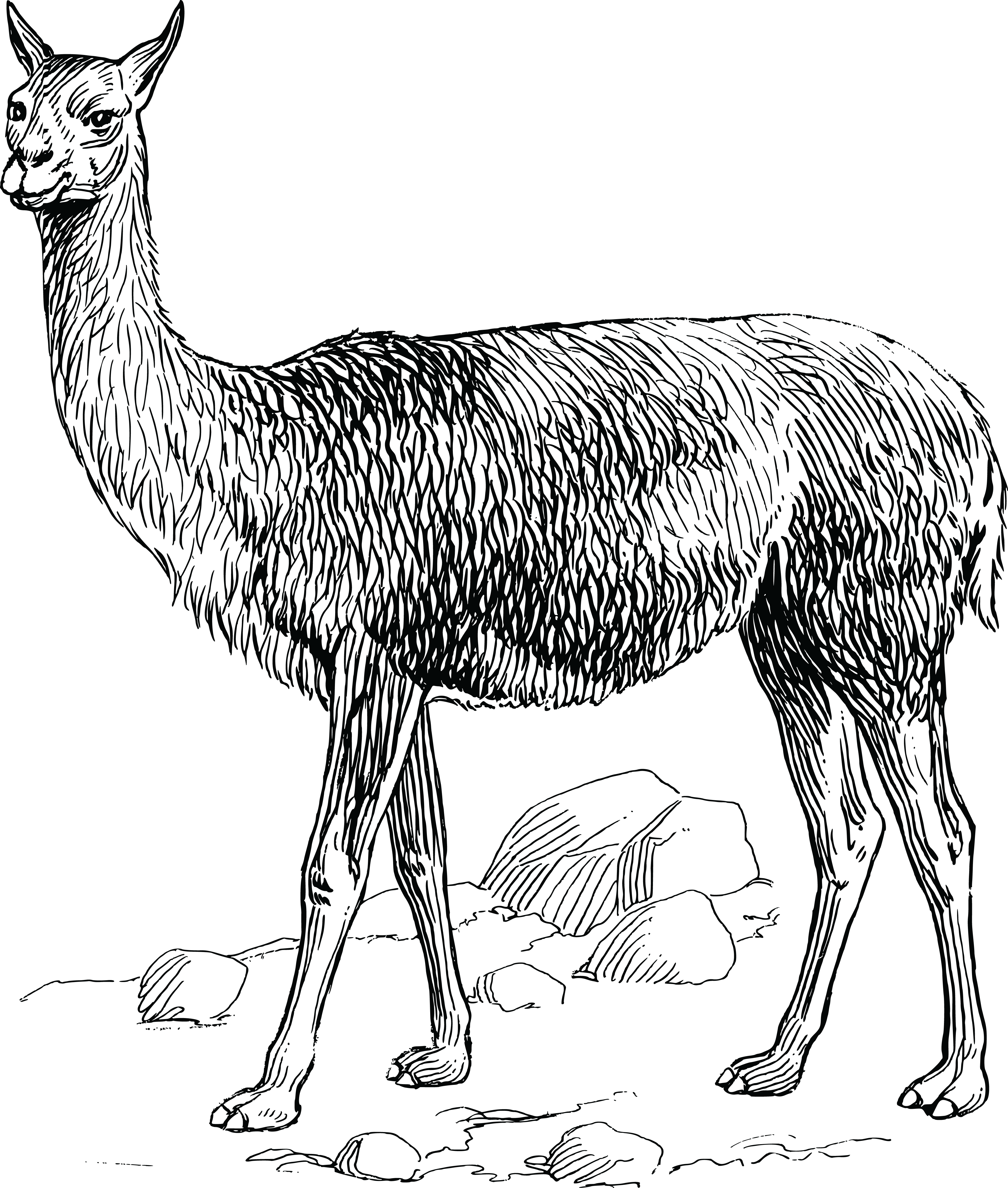 , , - Vicuña Clipart (4000x4712), Png Download