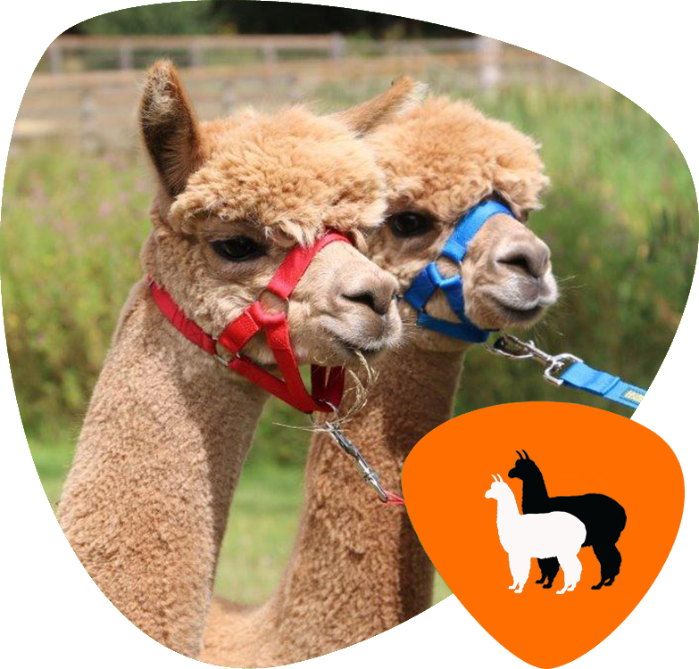 Home Animals2 Pic4 - Oakmere (783x750), Png Download