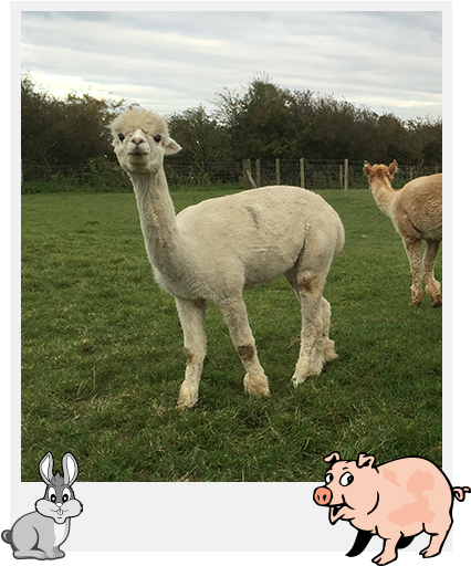 Alpacas - Pig Lovers Parking Sign Gag Novelty Gift Funny Swine (450x550), Png Download