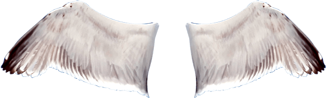 Alas - Fender (700x266), Png Download