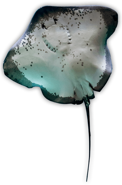 Learn More - Transparent Ray Fish (460x740), Png Download