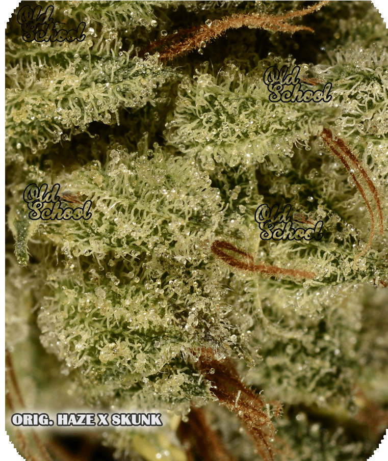 Weed Nug Png Download - Skunk (768x1024), Png Download