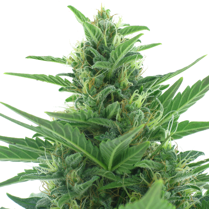 Northern Lights (675x675), Png Download