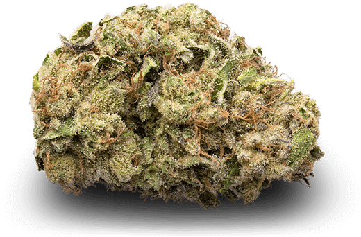 Flower - Hedgehog Cactus (600x360), Png Download