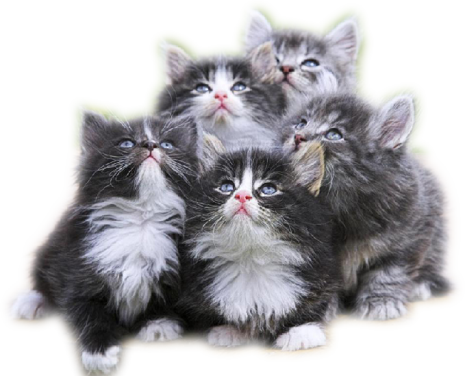 2 224 - Journal: Gray Furry Kittens (500x404), Png Download