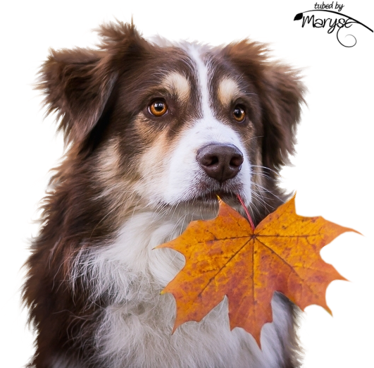 Mr Autumn Leaf For A Dog - Autumn Femme Psp Tubes (568x537), Png Download