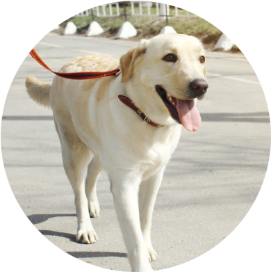 Dog Walk Meditation Large - Walking Dogs (427x418), Png Download