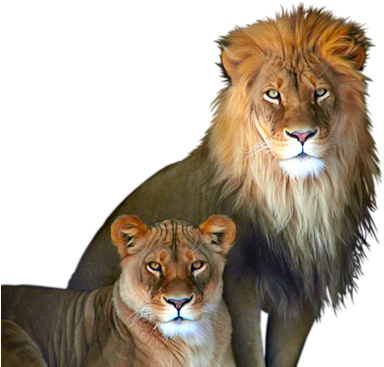 Family-pride - Lion And Lioness Png (400x400), Png Download