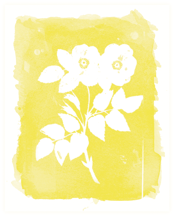 Rosa Watercolor Print - Jasmine (720x864), Png Download