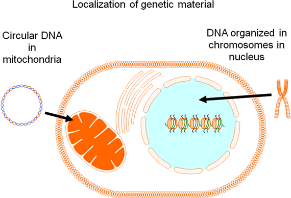 Localization Of Genetic Material In The Cell - Genetic Material In A Cell (570x388), Png Download
