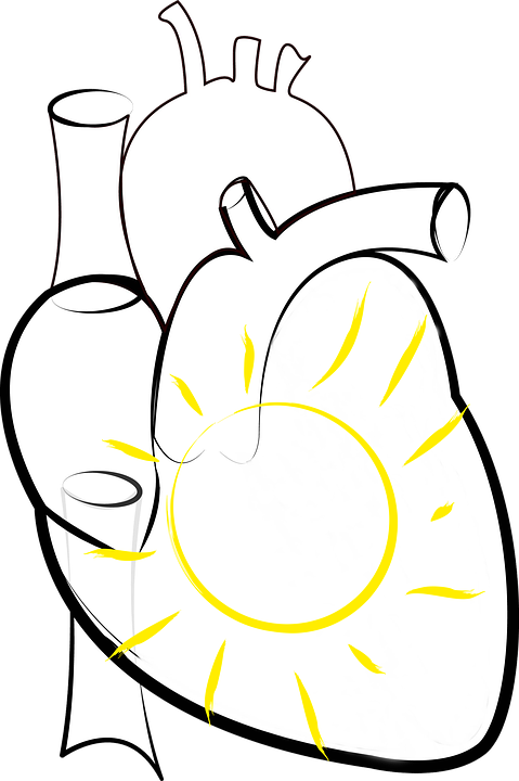 Heart, Sun, Sun In The Heart, Figure Of Speech, Png - Heart Outline Medical (479x720), Png Download