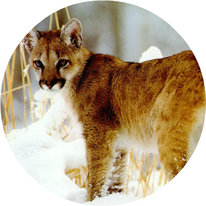 Puma-6 - Animal Jam Puma (1024x768), Png Download