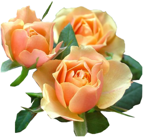 Roses,pink,roze,rosa, - Rose Thé (500x480), Png Download
