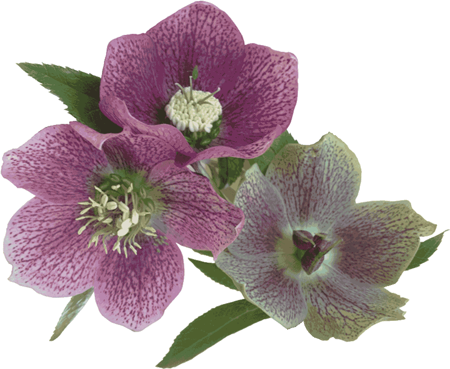 Lakeside Flowers - Lily Family (900x726), Png Download