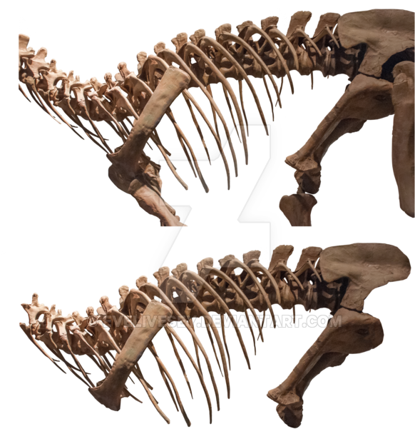 Banner Black And White Bone Transparent Animal - Dinosaur Bones Png (600x628), Png Download