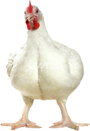 download hd broiler chicken png transparent png image nicepng com hd broiler chicken png transparent png