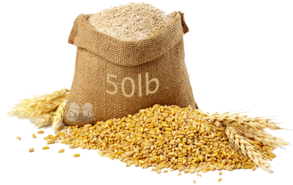 Palay Grains (570x360), Png Download