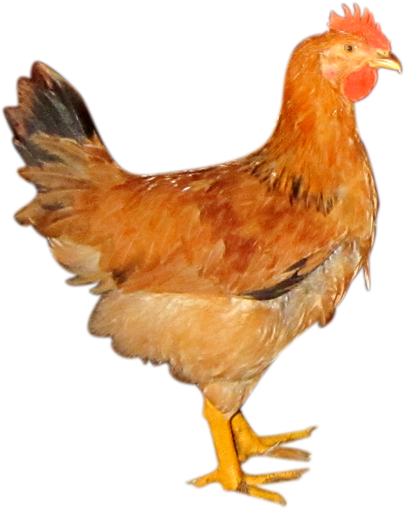 Con Gà Công Nghiệp (490x761), Png Download