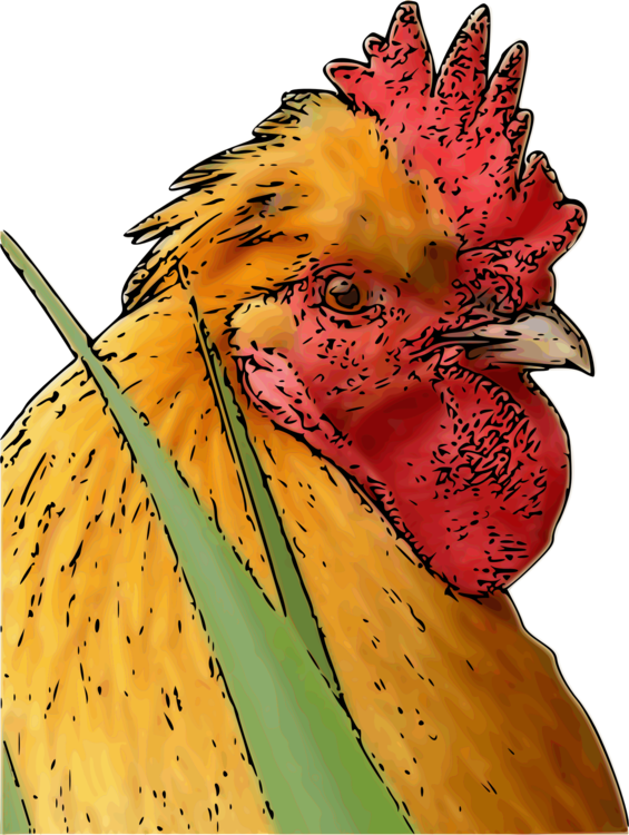 Rooster Poultry Fowl Silkie Leghorn Chicken - Chicken (565x750), Png Download