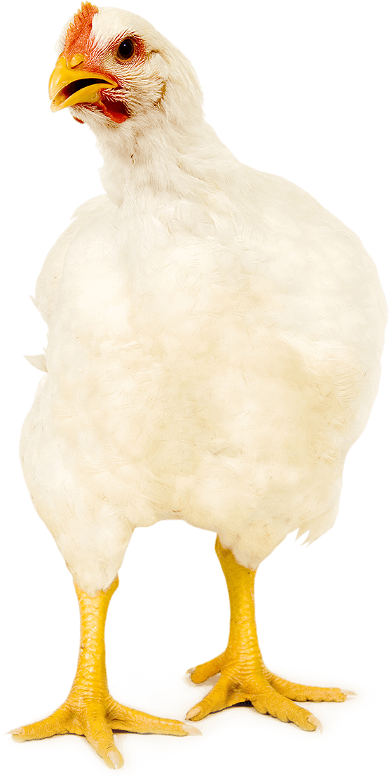 And Broilers With Clinical Evidence - Chicken (555x1112), Png Download