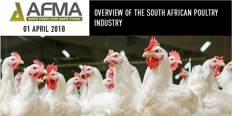 News - Poultry Science (900x469), Png Download