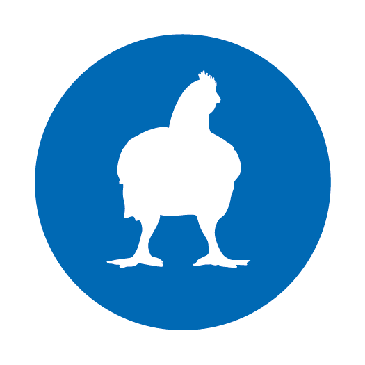 Broiler - Rooster (525x525), Png Download