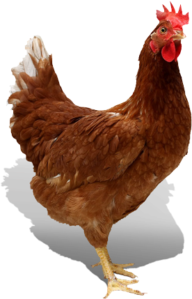 Domestic Broiler Feed - Chicken Of The Sea Meme (340x495), Png Download