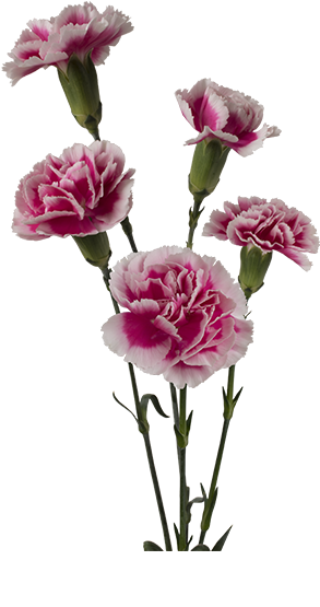 Colibri Flowers Minicarnation Bolero, Grower Of Carnations, - Carnation (600x600), Png Download