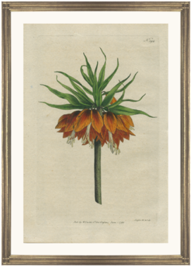 Framed Fine Art Antique Botanical Hand Colored Engraving - Giclee Painting: Curtis' Crown Imperial, 61x46in. (300x400), Png Download