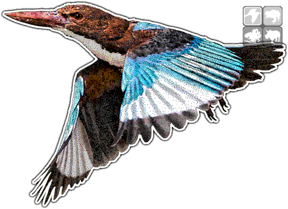 White Throated Halcyon Smyrnensis - White-throated Kingfisher (590x427), Png Download