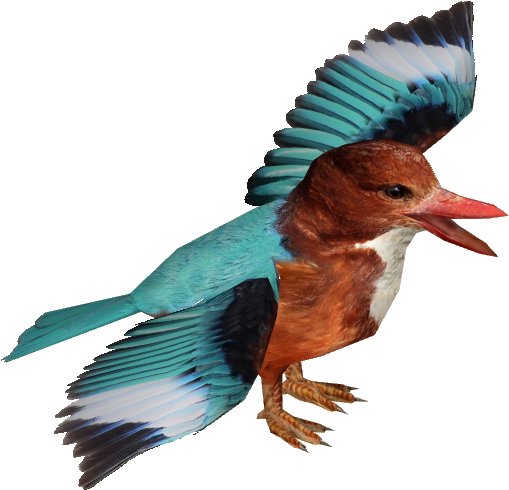 White-throated Kingfisher Adult3 - Duck (508x508), Png Download