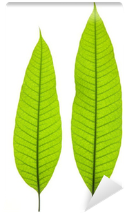 download hd two young mango leaves isolated on the white background fern transparent png image nicepng com two young mango leaves isolated on