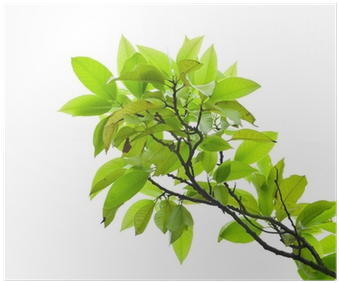 Bay Laurel (400x400), Png Download