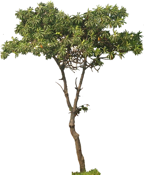 About 4 M - Cerbera Manghas (498x605), Png Download