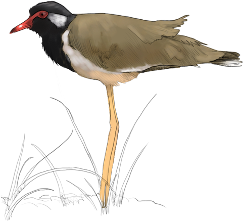 Red-wattled Lapwing - Killdeer (500x449), Png Download