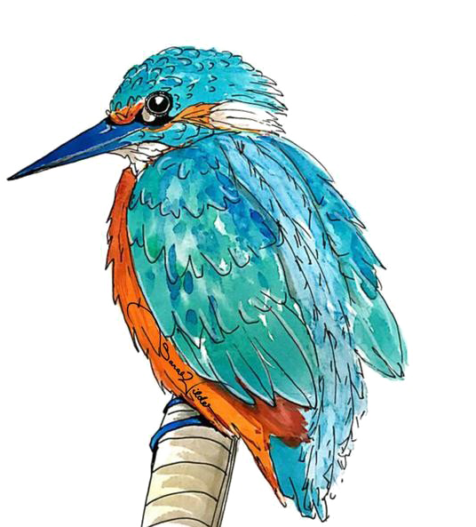 Kingfisher Png Transparent Picture - Kingfisher (600x600), Png Download