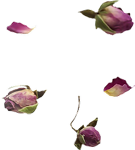 Roses Rose Flower Flowers Falling Розы Роза Цветок - Petal (436x484), Png Download