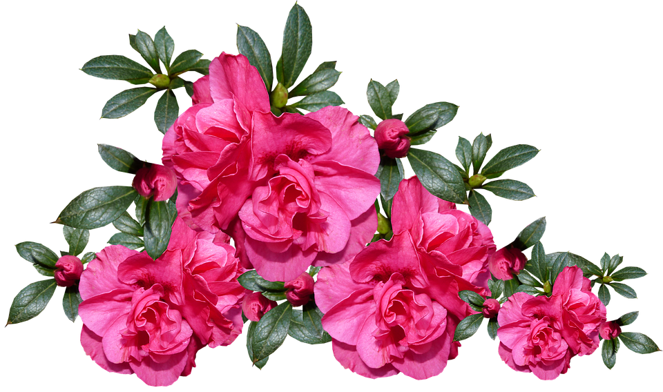 Azaleas, Flowers, Plant, Garden, Arrangement - Flower (960x568), Png Download