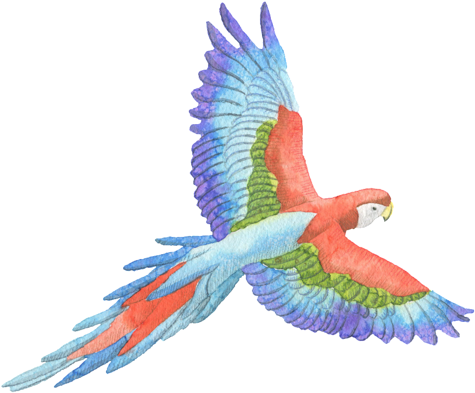 Tricolor Parrot Watercolor Transparent Decorative Pattern - Perroquet Fond Transparent (1024x839), Png Download